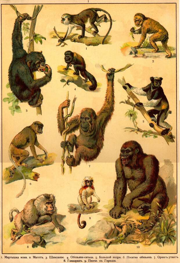 Царство животных в картинах. 1903