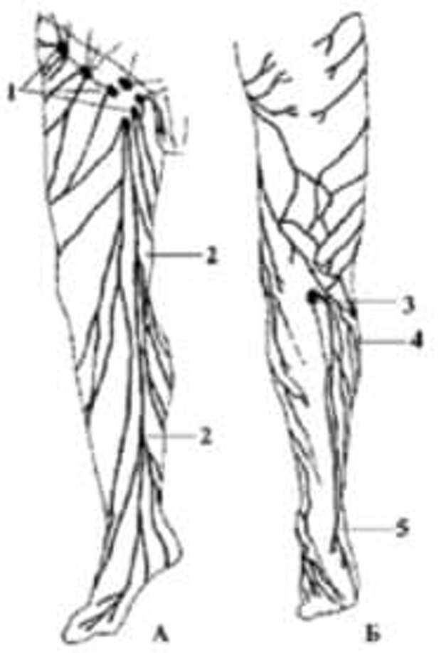 Лимфоузлы ноги схема