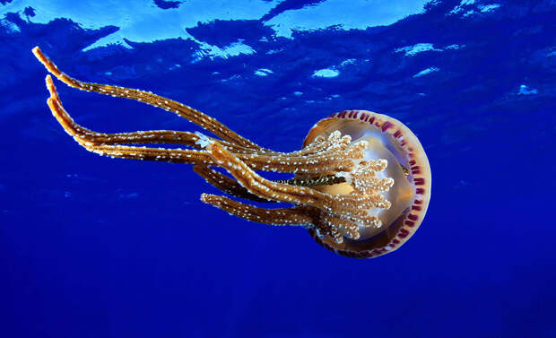 Жалящая медуза Pelagia noctiluca