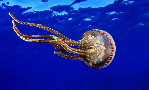   Pelagia noctiluca