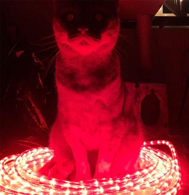 20 фотографий доказывающих, что коты на самом деле одержимы демонами коты одержимы демонами, коты это зло, злые кошки