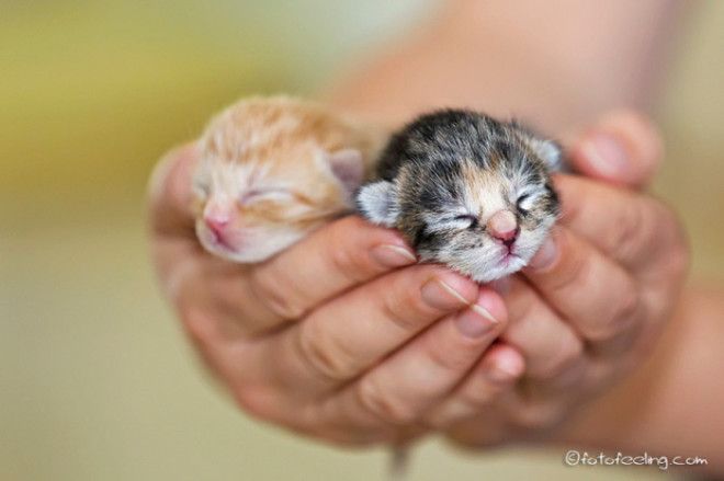 25 восхитительных снимков маленьких котят которые растрогают любое сердце