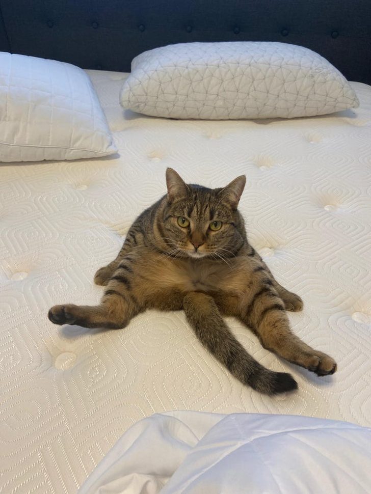 Ситуации, которые показывают, что это кошки заводят нас, а не мы их