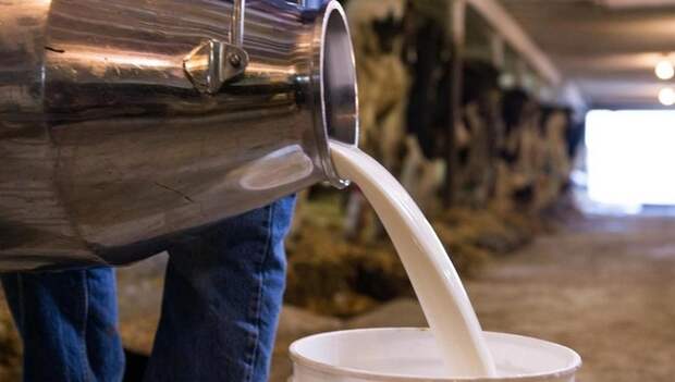 Продукты, на которые в разных странах мира действуют запреты
