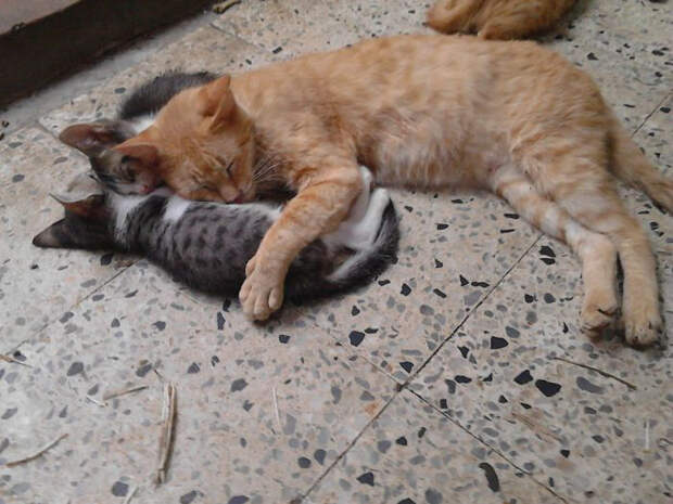 Два серых котенка Пинтикос были найдены Хавьером, когда тот искал питьевую воду в городе. Местные кошки приняли их радушно. 