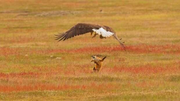 Белоголовый орлан-клептопаразит украл кролика у лисы. И вот как это было добыча, животные, кролик, лиса, орлан, охота
