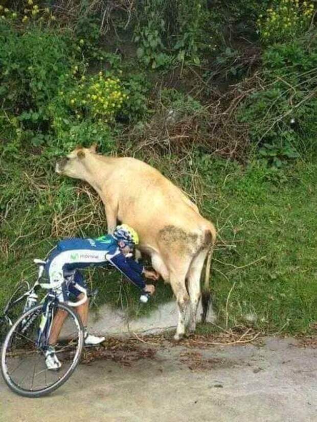 Кто этот парень? Это его корова? Зачем ему молоко посреди велогонки?