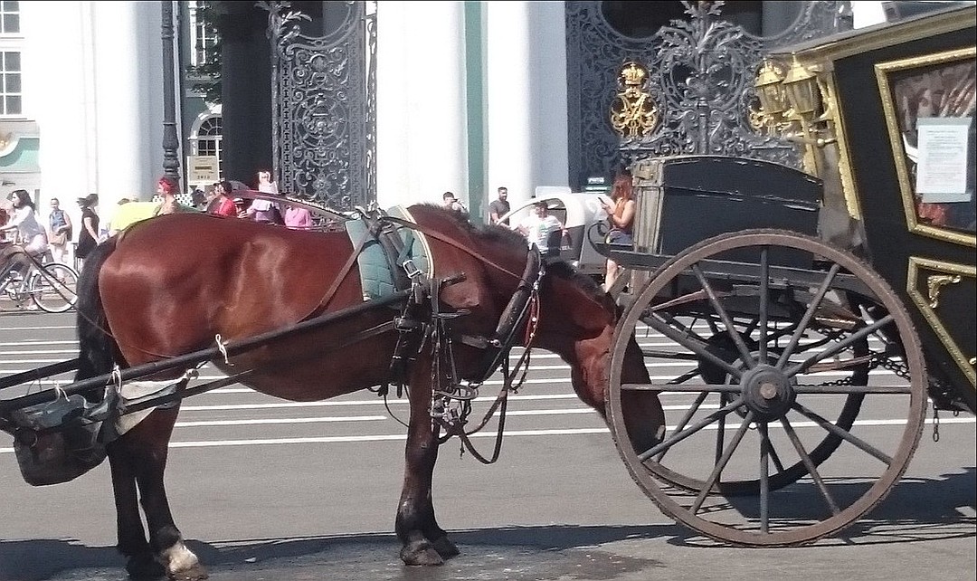 Один из коней пыталсяь спрятаться в тени соседей Фото: СОЦСЕТИ