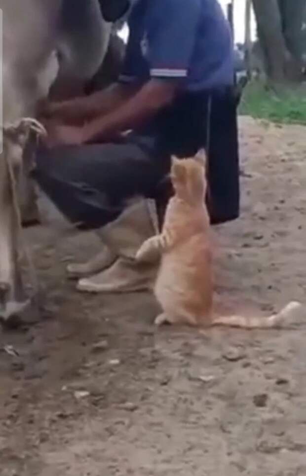 Рыжик голодным не останется