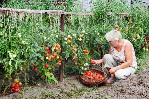 полив растений борной кислотой