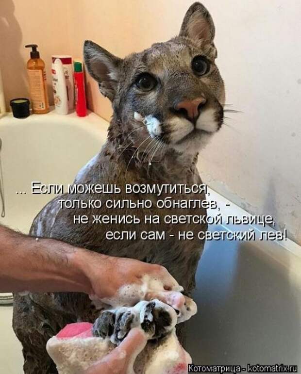 Лучшие котоматрицы недели (50 фото)