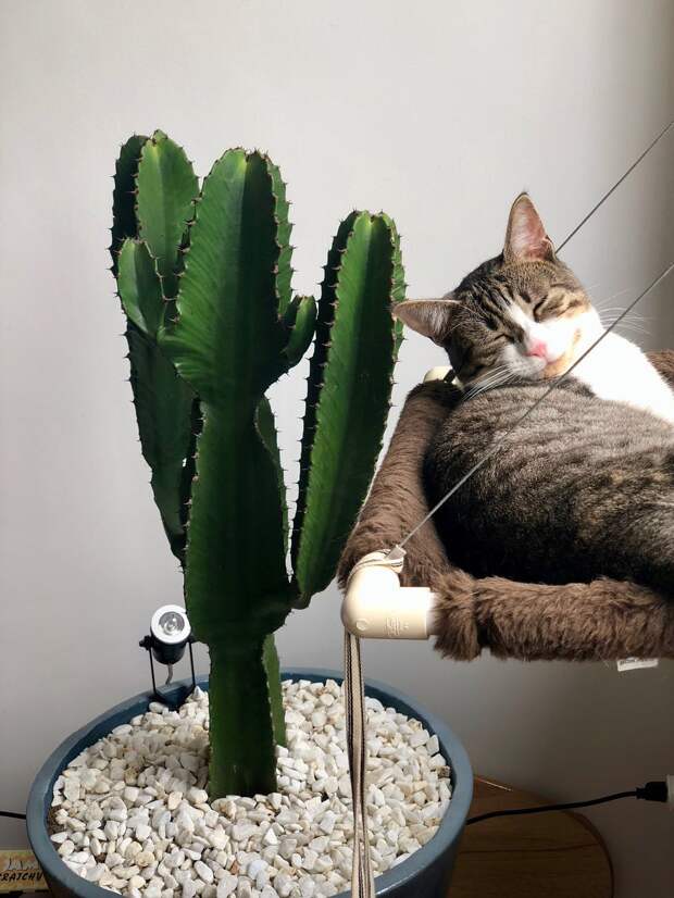 кот