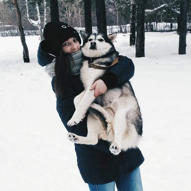 Замерзшая хаски 3 дня пролежала под балконом без движения Замерзшая хаски 3 дня пролежала под балконом без движения балкон, история, собака, хаски