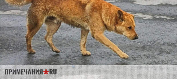 В Судаке застрелили любимую всеми бездомную собаку по кличке Рыжая