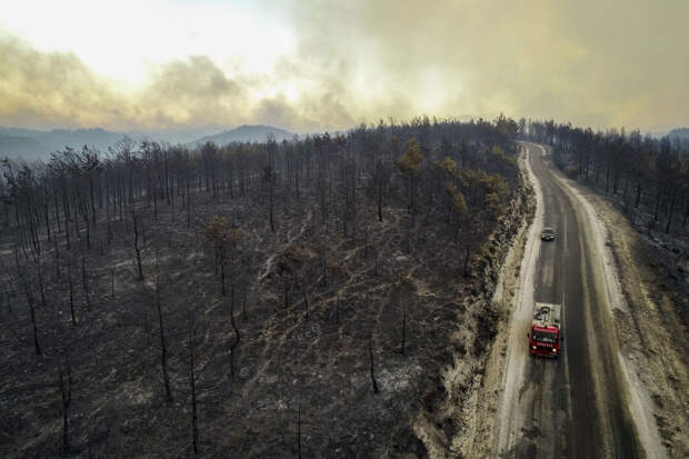 Сгоревшие деревья в районе Манавгат Анталии