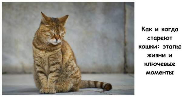 Как и когда стареют кошки: этапы жизни и ключевые моменты