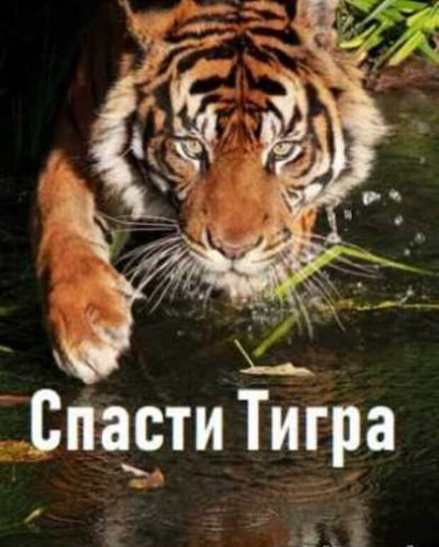 Спасти тигра