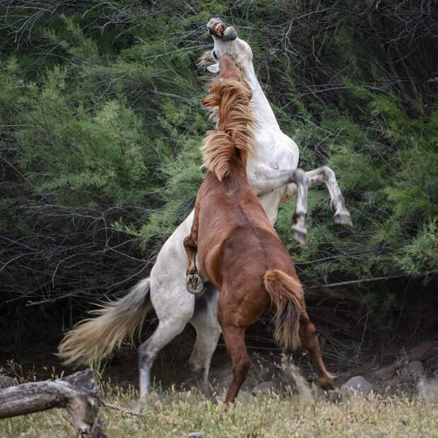 16 уникальных снимков диких животных, где фотограф подобрался очень близко