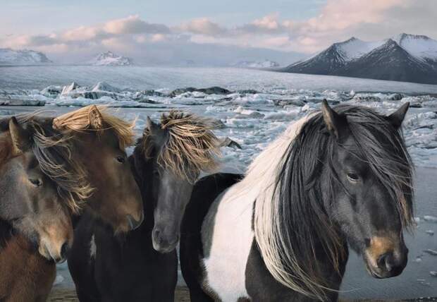 Фотопроект Equus: Красота Лошади