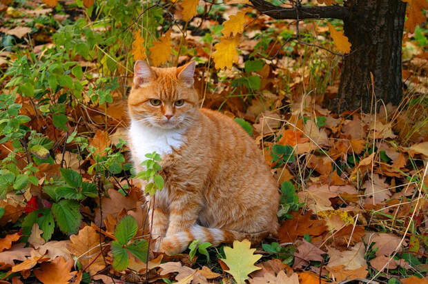 NewPix.ru - Отношения человека и кошки. Красивые фотографии кошек