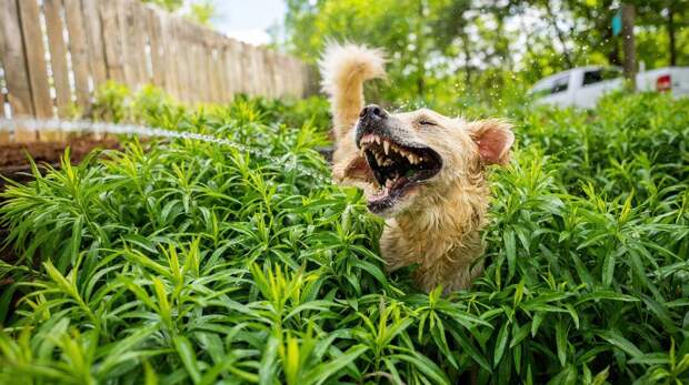 12 самых смешных фото домашних животных, которые радуются воде, за всю историю Comedy Pet Photography Awards