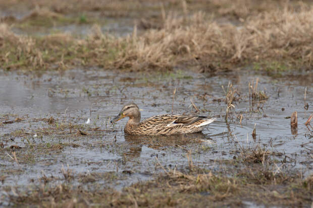 Весеннее половодье в Центральной России может превысить средние многолетние уровни