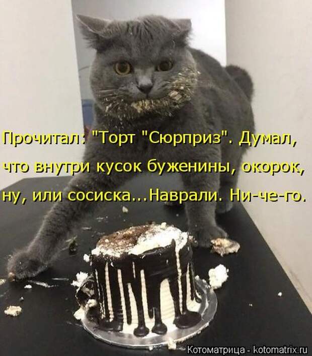 Лучшие котоматрицы недели (50 фото)