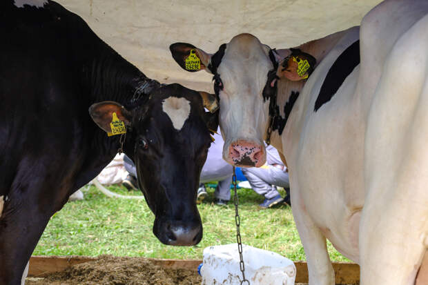 В российской республике ввели карантин