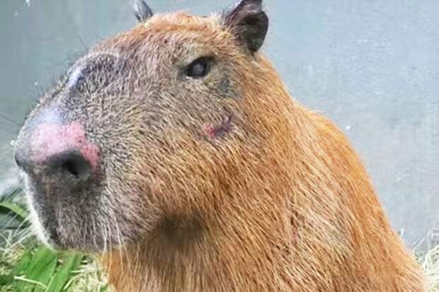 В Бразилии восемь человек арестованы за избиение капибары