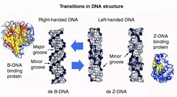 Рис. 3. Переход правозакрученной B-ДНК в левозакрученную Z-ДНК