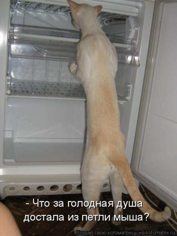 Лучшая котоматрица недели (16 фото)