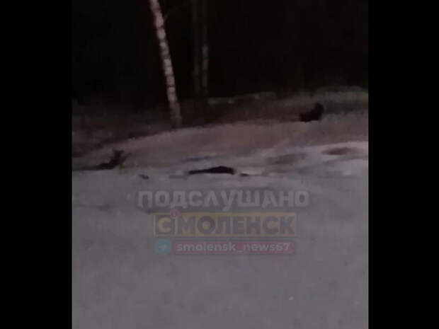 В Смоленске свора бездомных собак загрызла косулю