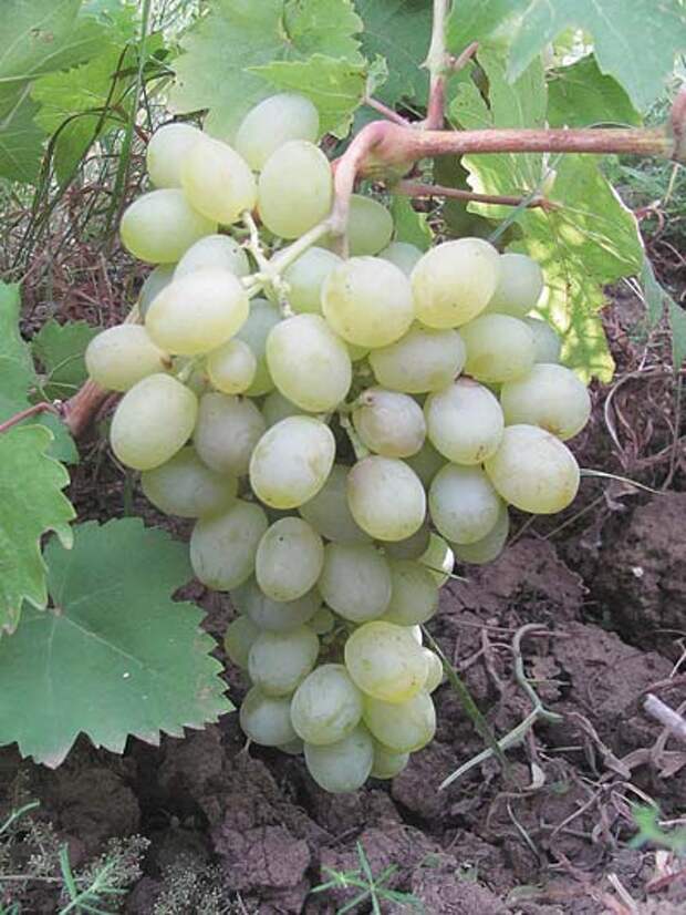 `Гарольд` Vin10.jpg
