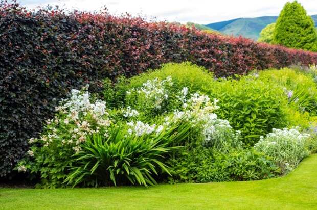 Beautiful walled garden