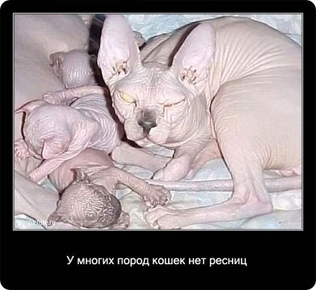 Факты о кошках в картинках