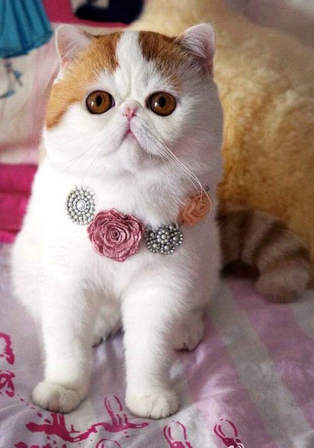 Кот Снупи - звезда интернета. Фото