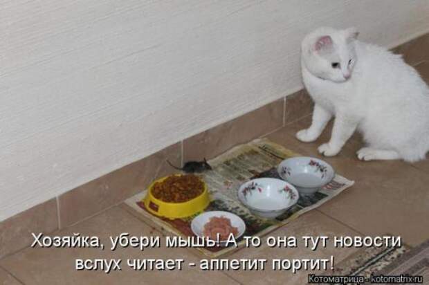 Котоматрицы(картинки с надписями)