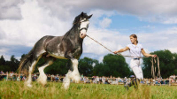 На «Празднике русских традиций» в Гавриловом Посаде пройдут традиционные состязания с владимирскими тяжеловозами
