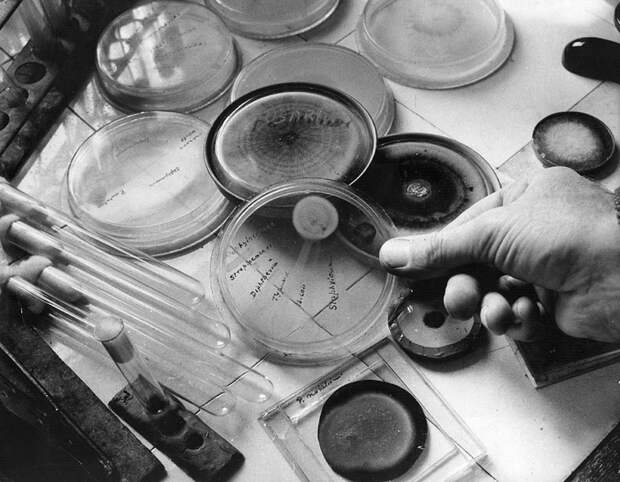 Неряшливый спаситель человечества: как Александр Флеминг открыл пенициллин