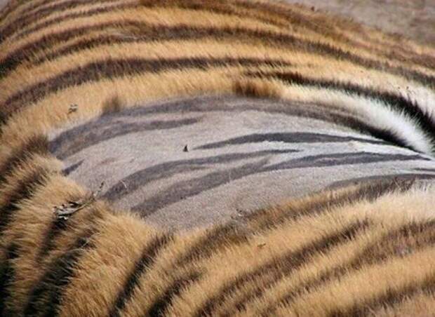8. «У тигров полоски не только на мехе, но и на коже» в мире, вещи, кадр, красота, подборка, удивительно, фото