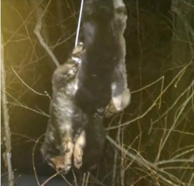 В Хабаровске девушка спасла четырёх щенков, повешенных на дереве