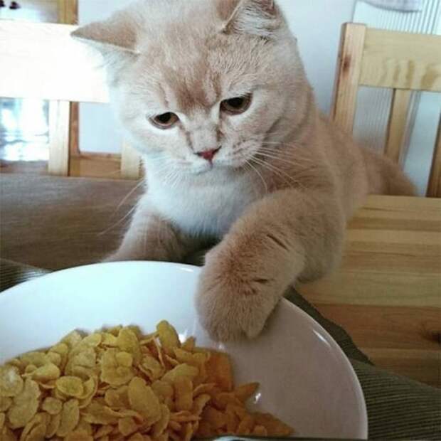 Этим котам уже надоело выпрашивать еду