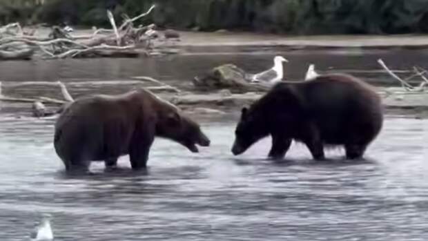 Медведица защитила медвежат / Кадр из видео: Liana Varavskaya