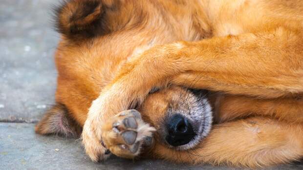 Скептики убеждены, что собаки, в отличие от нас, не способны зацикливаться на своих ошибках или длительное время переживать из-за совершенных поступков. Фото nwstock/Shutterstock Скептики убеждены, что собаки, в отличие от нас, не способны зацикливаться на своих ошибках или длительное время переживать из-за совершенных поступков. Фото nwstock/Shutterstock