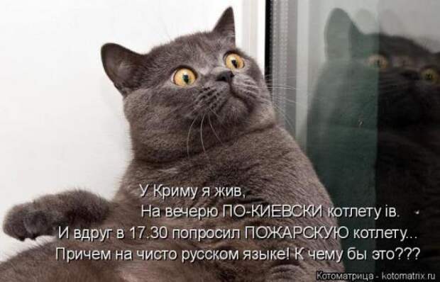 Котоматрицы (картинки с надписями)