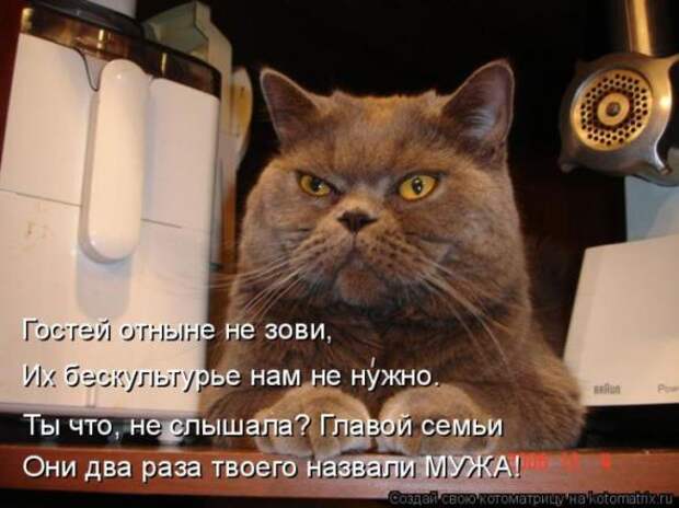 Котоматрицы(картинки с надписями)