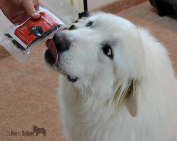 Great Pyrenees and Bison Chewies