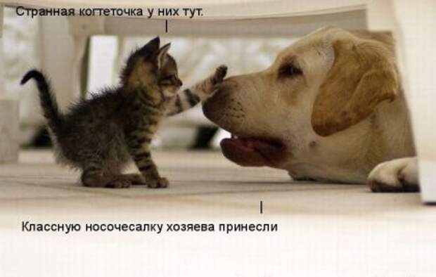 Котоматрицы: Мысли вслух