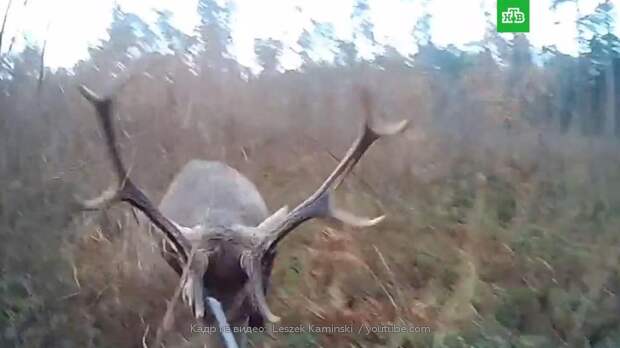 Нападение оленя на охотника попало на видео