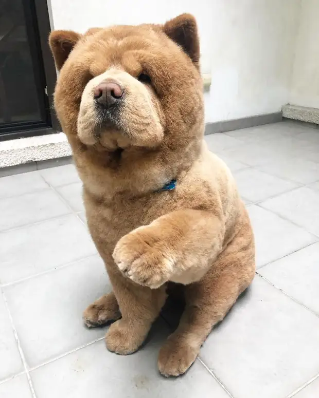 Собака больше похожа на плюшевого медведя